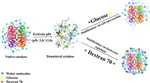 Unraveling the catalase dynamics: Biophysical and computational insights into co-solutes driven stabilization under extreme pH conditions