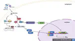 Interferons Horizon Therapeutics