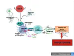 Role of vascular inflammation in induction of hypertension and therapeutic role of plant-derived terpenes