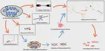 Mitochondrial Dysfunction: Pathophysiology and Mitochondria-Targeted Drug Delivery Approaches